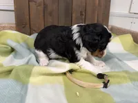 Treva, a female Cavalier King Charles Spaniel for sale in Lebanon, MO – 4 of 4