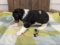 Treva, a female Cavalier King Charles Spaniel for sale in Lebanon, MO – 3 of 4