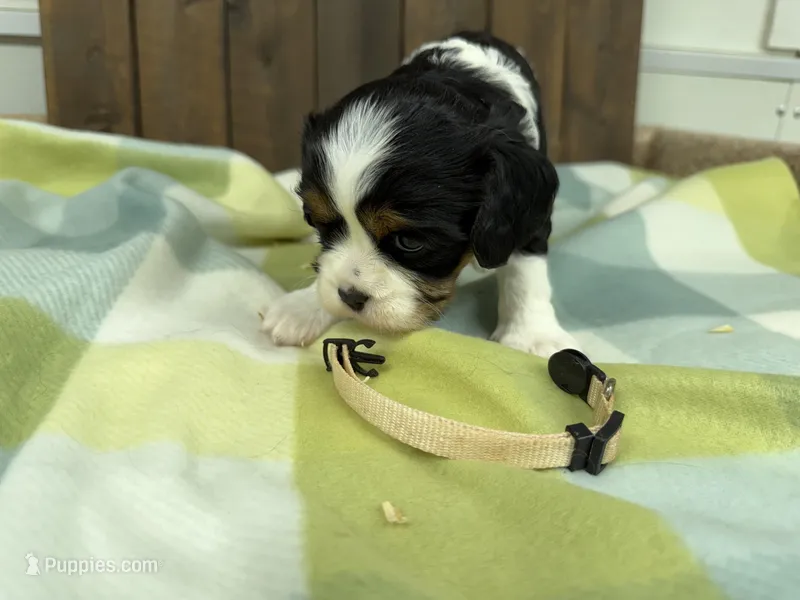 Treva – Cavalier King Charles Spaniel puppy for sale in Lebanon, MO