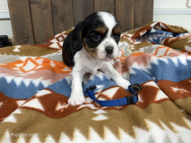 George – Cavalier King Charles Spaniel puppy for sale in Lebanon, MO