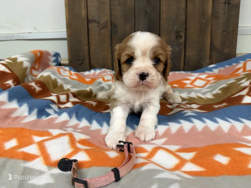 Freya – Cavalier King Charles Spaniel puppy for sale in Lebanon, MO