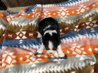 Furby, a male Cavalier King Charles Spaniel for sale in Lebanon, MO – 4 of 4