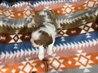 Freya, a female Cavalier King Charles Spaniel for sale in Lebanon, MO – 4 of 4