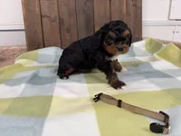 Rex, a male Cavapoo for sale in Lebanon, MO – 3 of 3