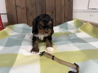 Rex, a male Cavapoo for sale in Lebanon, MO – 2 of 3