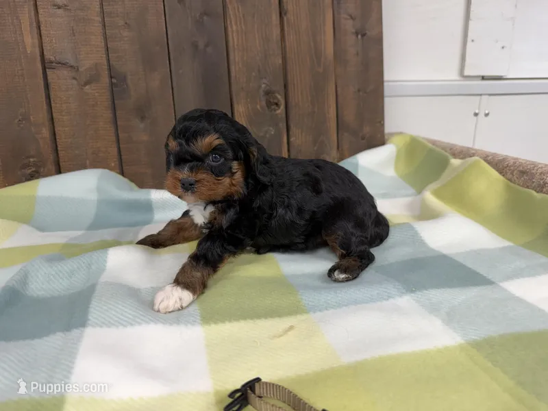 Rex – Cavapoo puppy for sale in Lebanon, MO