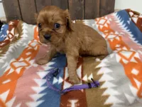 Eden, a female Cavalier King Charles Spaniel for sale in Lebanon, MO – 4 of 4
