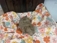 Queen, a female Shihpoo for sale in Lebanon, MO – 3 of 3