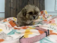 Queen, a female Shihpoo for sale in Lebanon, MO – 2 of 3