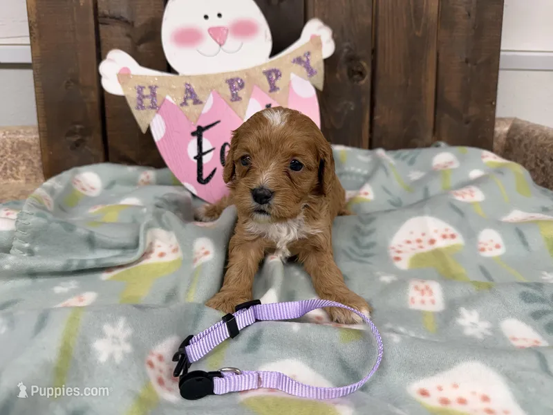 Nala – Cavapoo puppy for sale in Lebanon, MO