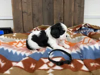 Gary, a male Cavalier King Charles Spaniel for sale in Lebanon, MO – 4 of 4