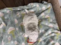 Paco, a male Cavapoo for sale in Lebanon, MO – Photo 3 of 5