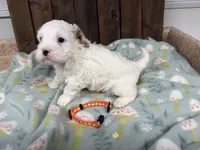 Paco, a male Cavapoo for sale in Lebanon, MO – Photo 5 of 5