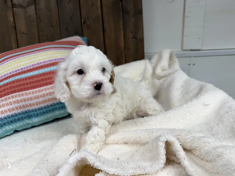 Paco – Cavapoo puppy for sale in Lebanon, MO