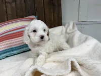 Paco, a male Cavapoo for sale in Lebanon, MO – 3 of 9