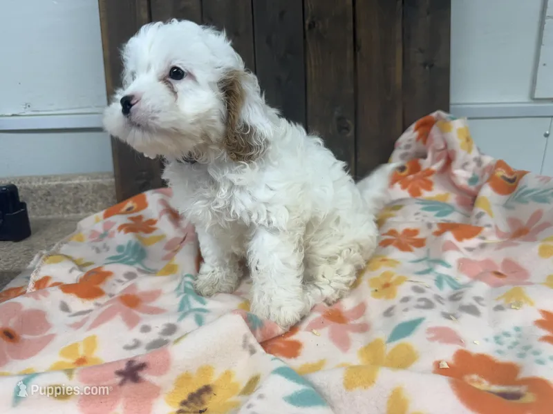 Paco – Cavapoo puppy for sale in Lebanon, MO