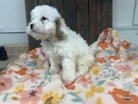 Paco, a male Cavapoo for sale in Lebanon, MO – 1 of 9
