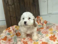 Paco, a male Cavapoo for sale in Lebanon, MO – 2 of 9