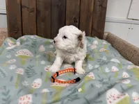 Paco, a male Cavapoo for sale in Lebanon, MO – Photo 4 of 5