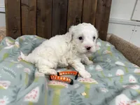 Paco, a male Cavapoo for sale in Lebanon, MO – Photo 2 of 5