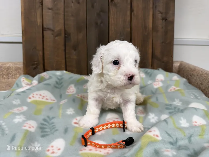 Paco – Cavapoo puppy for sale in Lebanon, MO