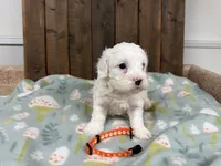 Paco, a male Cavapoo for sale in Lebanon, MO – Photo 1 of 5