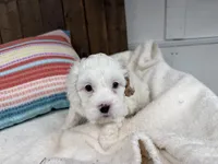 Paco, a male Cavapoo for sale in Lebanon, MO – 4 of 9