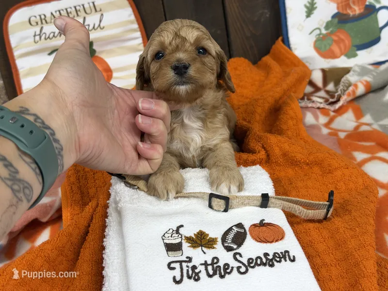 Ike – Cavapoo puppy for sale in Lebanon, MO