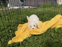 Paco, a male Cavapoo for sale in Lebanon, MO – 3 of 7