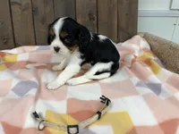 Mel, a female Cavalier King Charles Spaniel for sale in Lebanon, MO – Photo 4 of 4