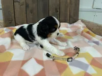 Mel, a female Cavalier King Charles Spaniel for sale in Lebanon, MO – Photo 3 of 4