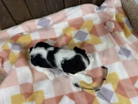 Mel, a female Cavalier King Charles Spaniel for sale in Lebanon, MO – Photo 2 of 4