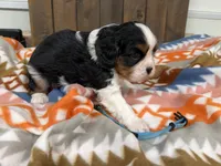 Furby, a male Cavalier King Charles Spaniel for sale in Lebanon, MO – 3 of 4