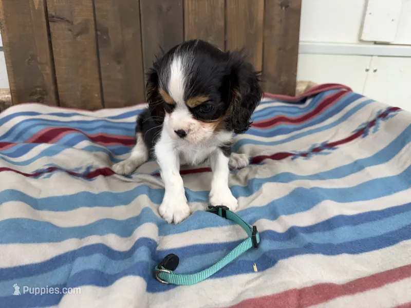 Dax – Cavalier King Charles Spaniel puppy for sale in Lebanon, MO