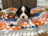 Furby, a male Cavalier King Charles Spaniel for sale in Lebanon, MO – 2 of 4