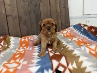 Echo, a male Cavalier King Charles Spaniel for sale in Lebanon, MO – 4 of 4