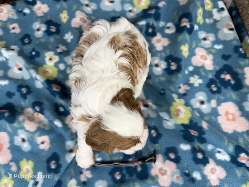 Utah – Cavalier King Charles Spaniel puppy for sale in Lebanon, MO