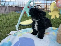Quade, a male Shihpoo for sale in Lebanon, MO – 2 of 9