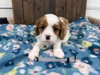 Utah, a male Cavalier King Charles Spaniel for sale in Lebanon, MO – 4 of 4