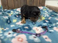 Velma, a female Cavalier King Charles Spaniel for sale in Lebanon, MO – 2 of 3