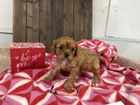 processed/07d730ac-00a1-464f-ab12-de0f6cb75c71/listing/52518f3a-5def-4593-b783-f9a477b7e87a/4bb50236-9640-4aca-a959-002f2235f3d8