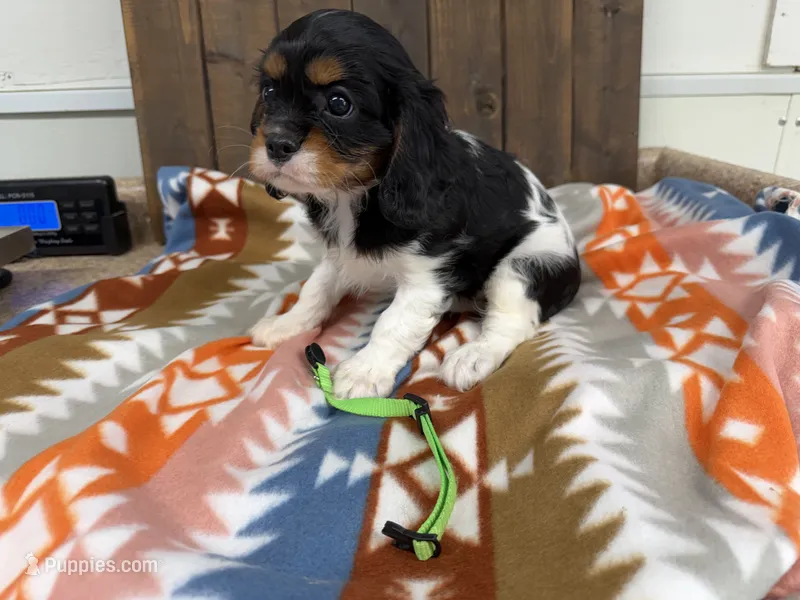 Chief – Cavalier King Charles Spaniel puppy for sale in Lebanon, MO
