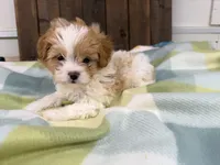 Andy, a male Shihpoo for sale in Lebanon, MO – 3 of 4