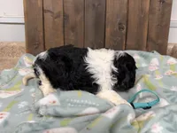 Owen, a male Cavalier King Charles Spaniel for sale in Lebanon, MO – Photo 3 of 4