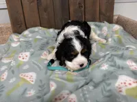 Owen, a male Cavalier King Charles Spaniel for sale in Lebanon, MO – Photo 1 of 4