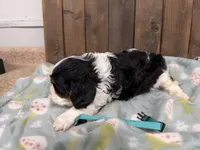 Owen, a male Cavalier King Charles Spaniel for sale in Lebanon, MO – Photo 2 of 4