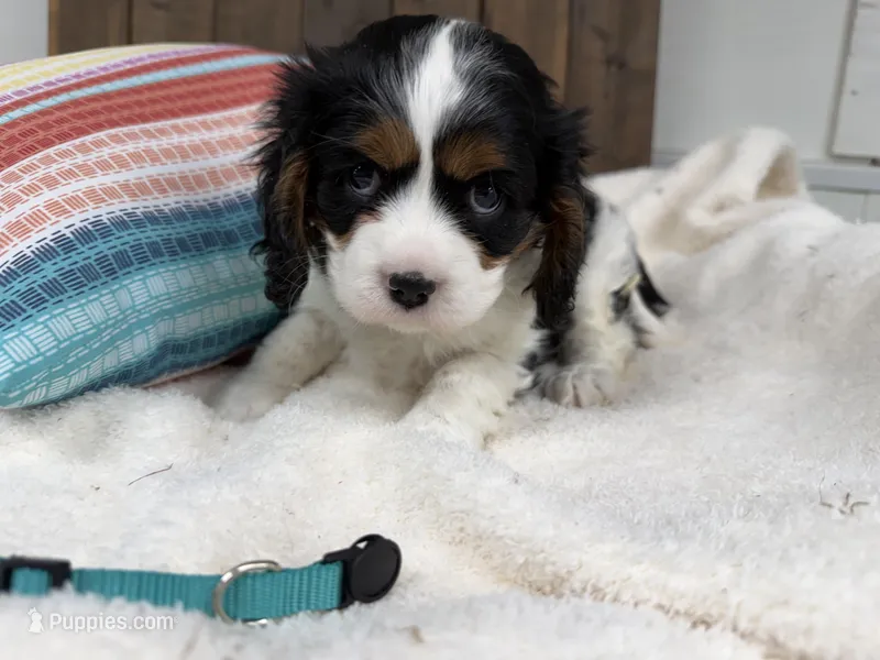 Owen – Cavalier King Charles Spaniel puppy for sale in Lebanon, MO