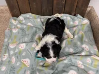 Owen, a male Cavalier King Charles Spaniel for sale in Lebanon, MO – Photo 4 of 4