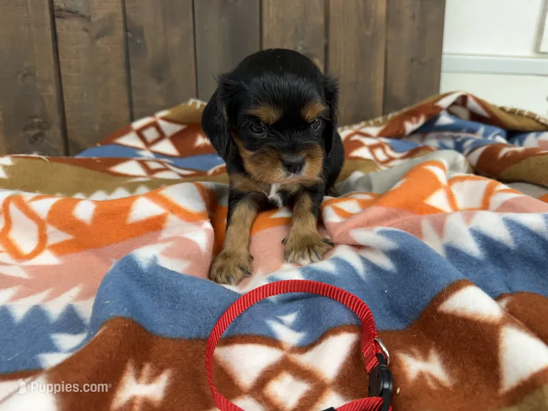 Gus – Cavalier King Charles Spaniel puppy for sale in Lebanon, MO