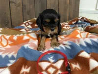 Gus, a male Cavalier King Charles Spaniel for sale in Lebanon, MO – 1 of 4